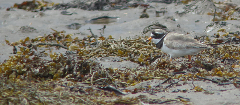 There's always time for a Ringed Plover.