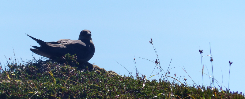 Arctic Skua in the Summer sun.