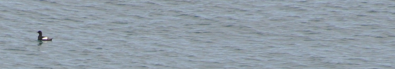 Black Guillemot. Barely a record shot, but it'll do.