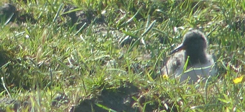 Juvenile Lapwing. We think.