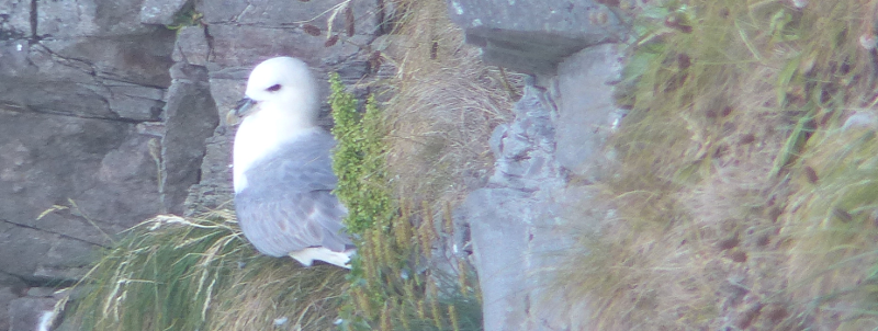 Fine, I'll just take a photo of you on the nest then.