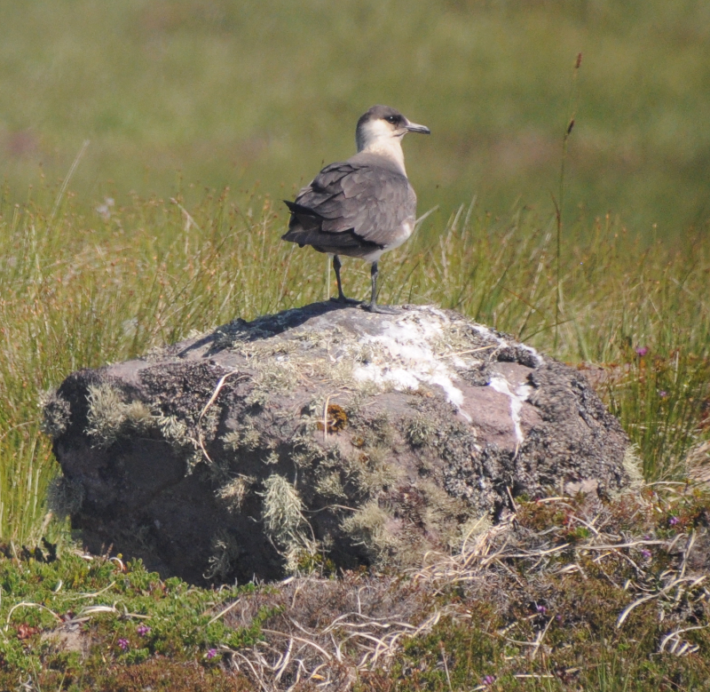 Arctic Skuas also enjoy posing on rocks.