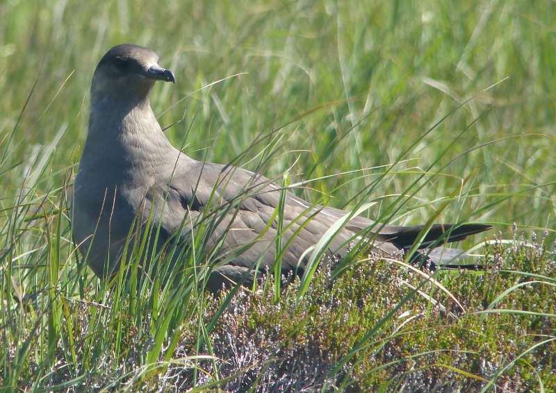 This one is Arctic Skua.