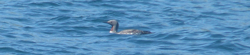 Maybe this bird flew over to Kylesku from Scourie.