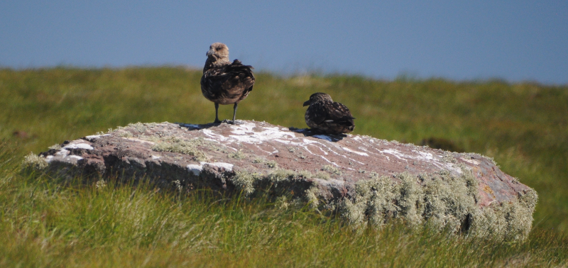 Great Skuas. Well named birds.