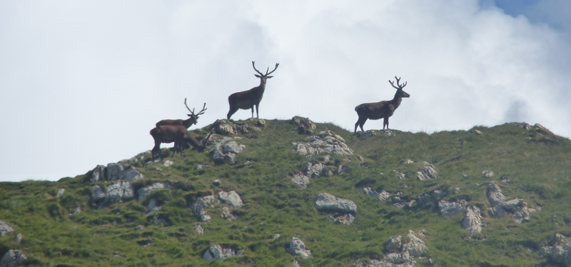 Deer on the horizon.