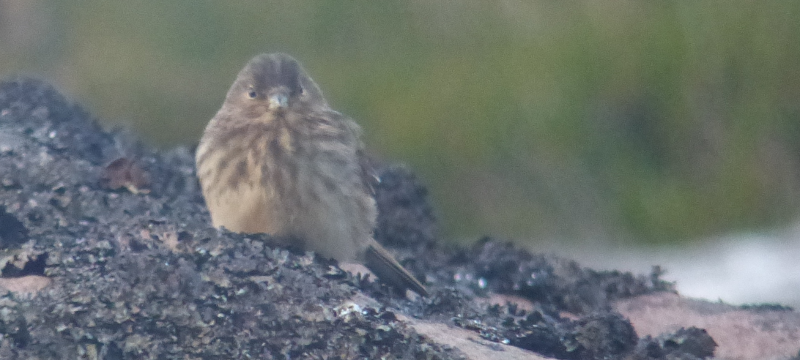 Definitely Twite.