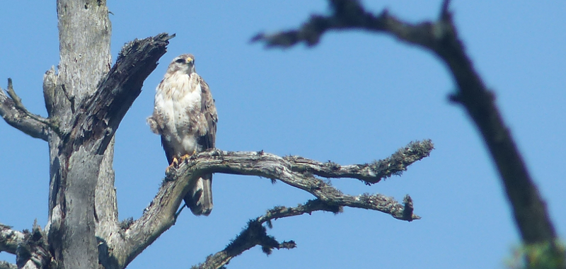 A very handsome buzzard it was too.
