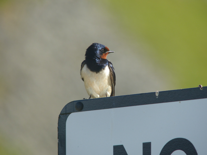 This swallow posed beautifully on a nearby 'No Parking' sign.