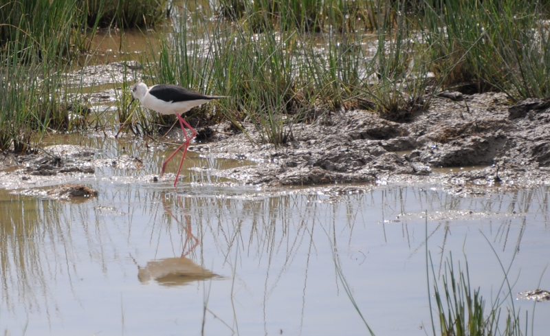 We'll reinforce the hint with this image of Black-winged Stilt from
     Majorca.