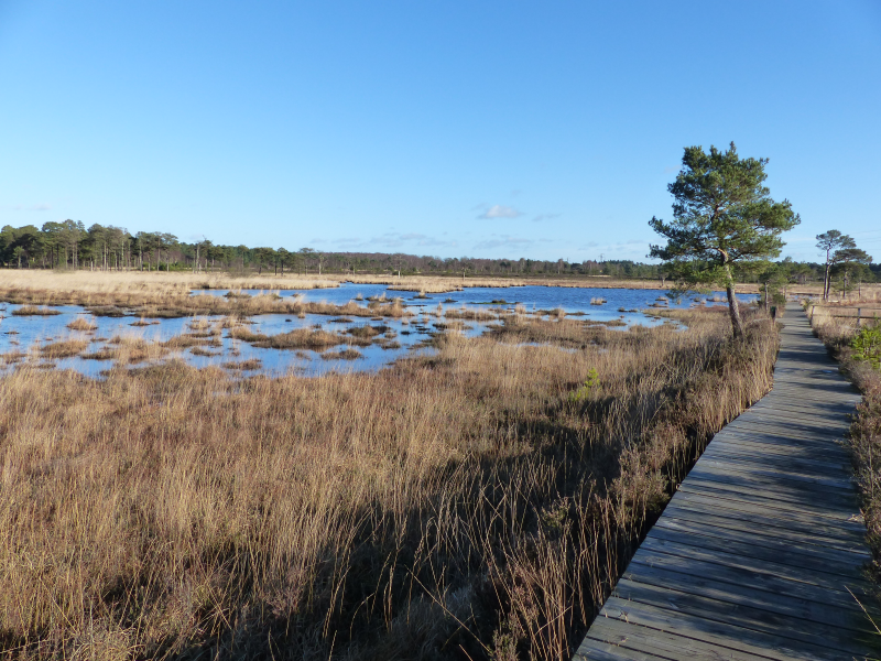 The boggy areas of Thursley (this image is from December 2014).