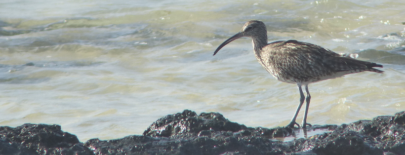 They still look like they're embarrassed that they aren't Curlews
    , even if they're in Fuerteventura, like this one is.