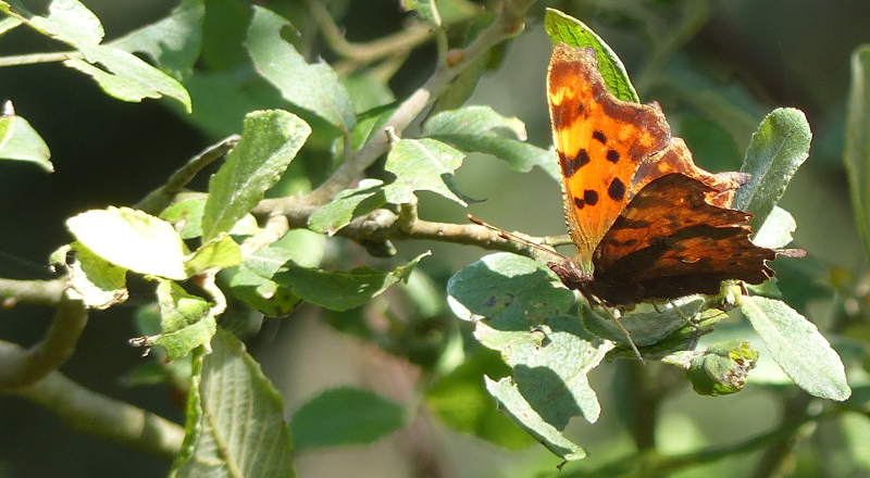 This delightful Comma butterfly did punctuate the walk, though