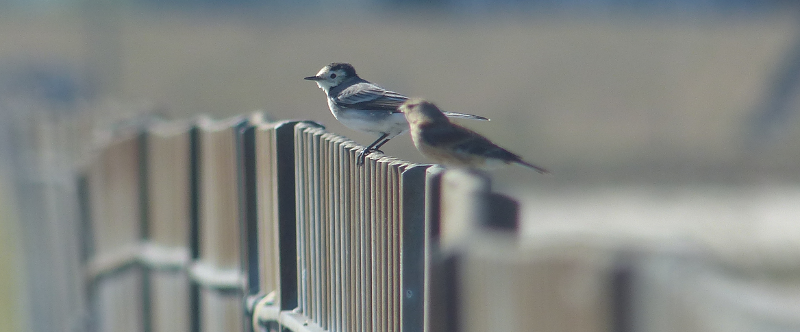 Oh, and a linnet or two.