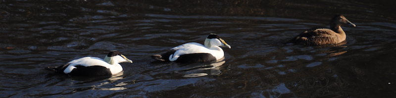 On a miserable day, you may be thankful of the company of the eiders in the collection