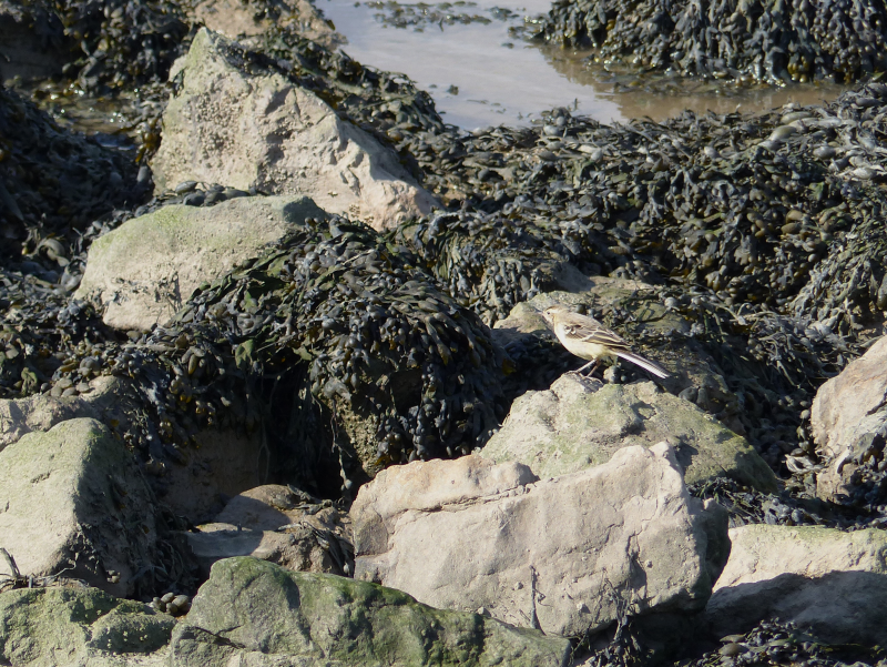 Yellow Wagtail (juvenile) on the rocks next to the sea wall. I think. Hmm.