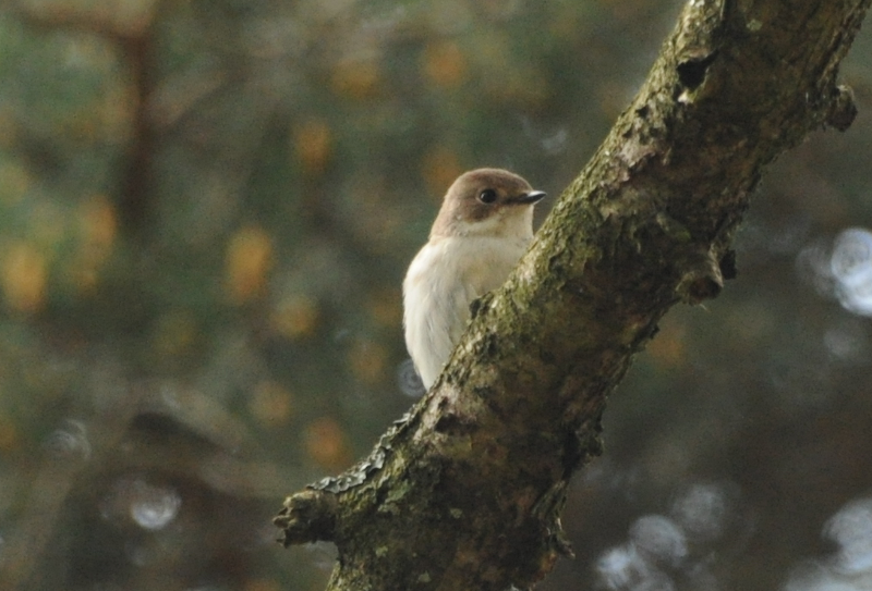 A shy Female Pied Flycatcher.