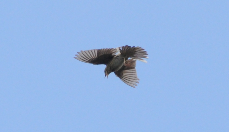 Tree Pipit displaying. Pew pew pew!