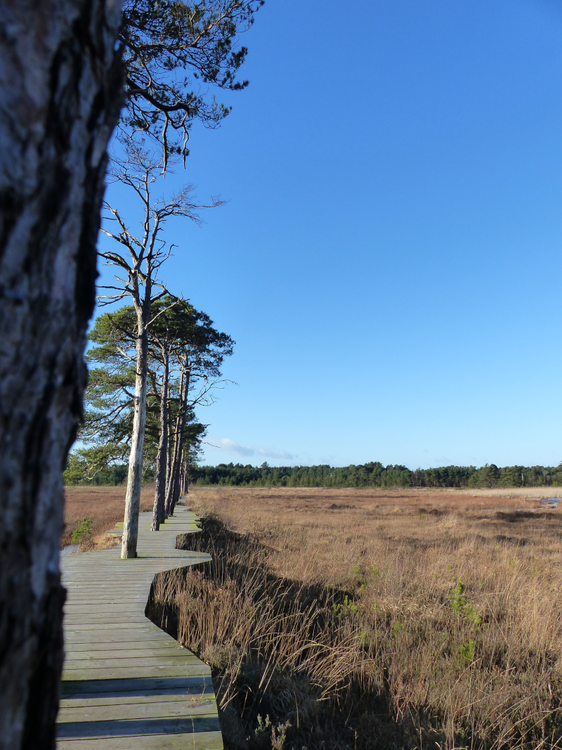 The beautiful boardwalk, now extinct :-(